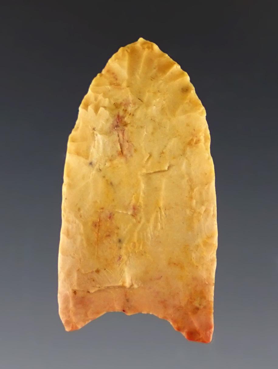 Exceptional 1 3/16" Fluted Folsom found by Kim Gibson in Jackson Co., Arkansas. 3 COA's.
