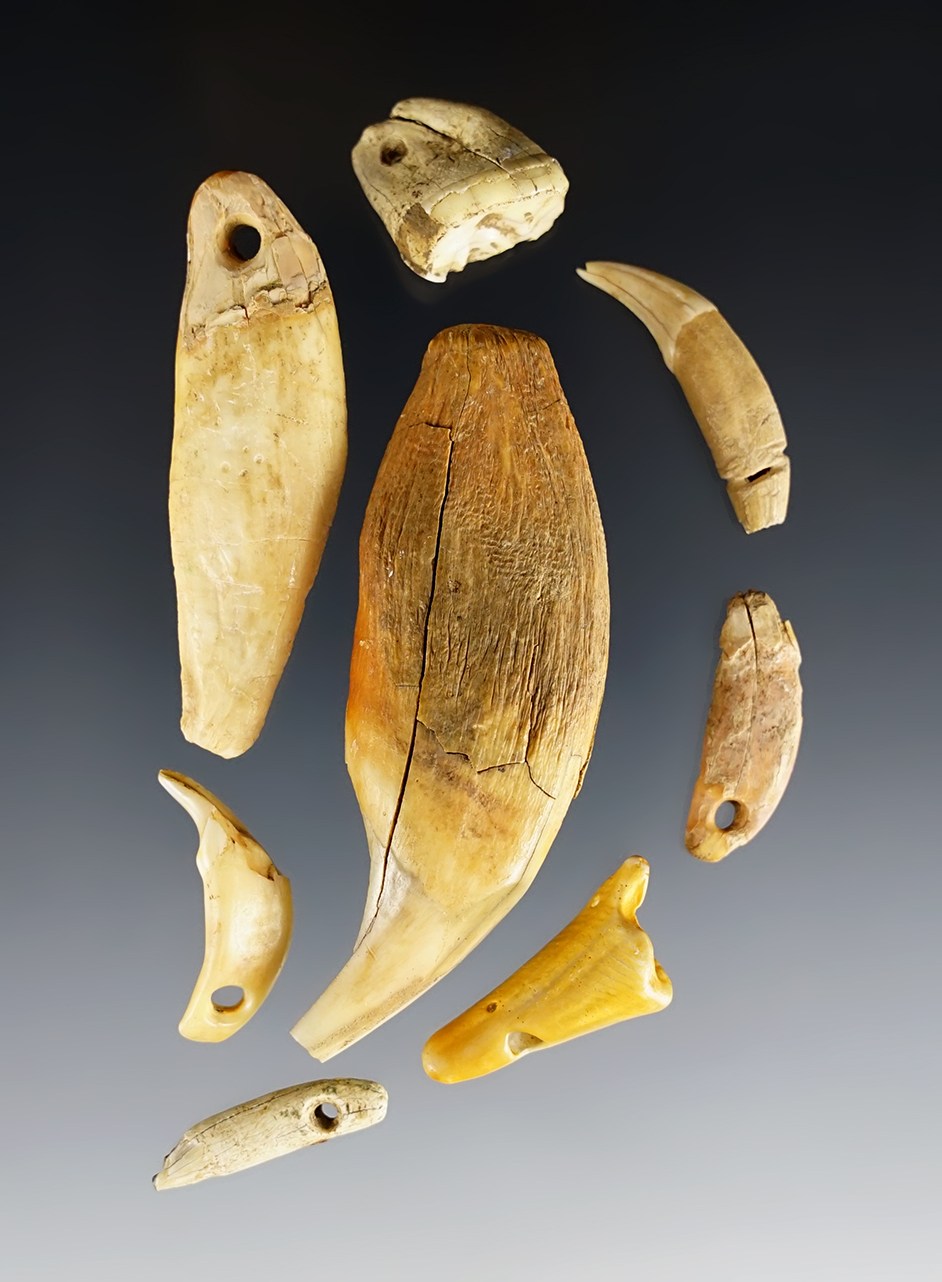 Set of 8 drilled and undrilled Teeth found in Davidson Co., Tennessee. The largest is 2 5/8".