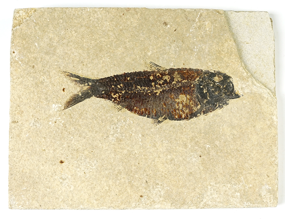 Nice Fossil Fish on a 7 5/16" x 5 1/2" slab. Recovered from the Kemmerer Fossil Site in Wyoming.