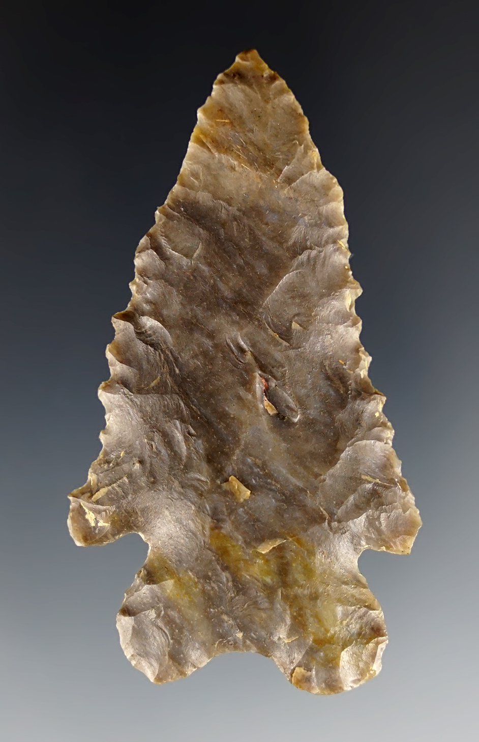 Classic 2 1/2" MacCorkle Bifurcate - Bath Co., KY. Nice grinding to the basal area.  Dickey COA.