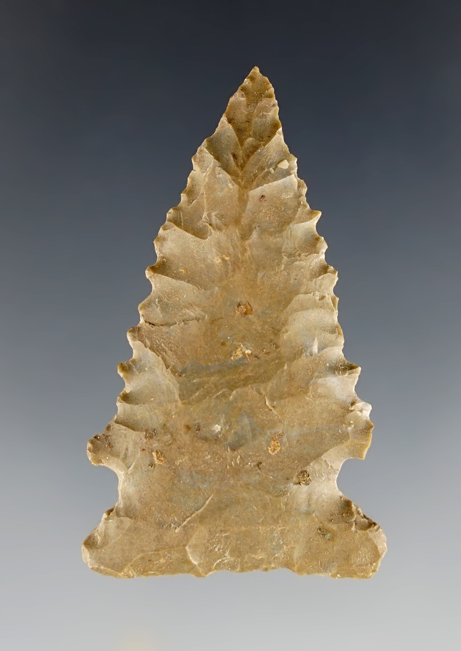 Serrated 1 7/8" Pinetree found in Kentucky.
