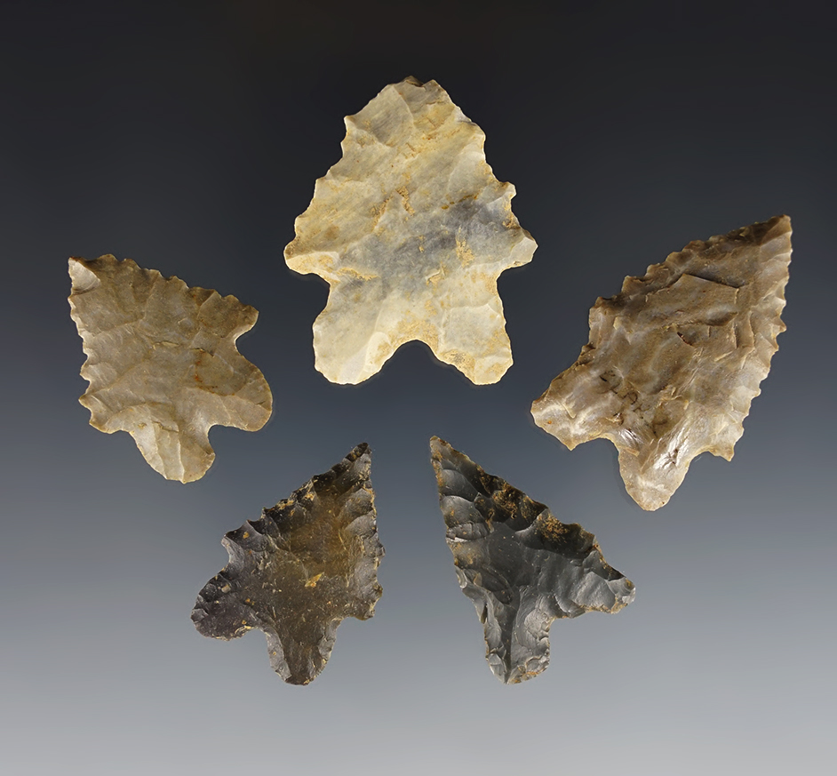 Set of 5 nice Kentucky Bifurcated points in excellent condition. The largest is 1 5/8".