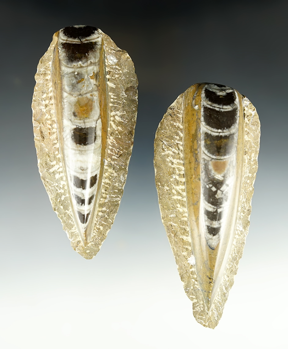Pair of Orthoceras Fossils in nice condition. Found in Morocco. The largest is 4 3/4".