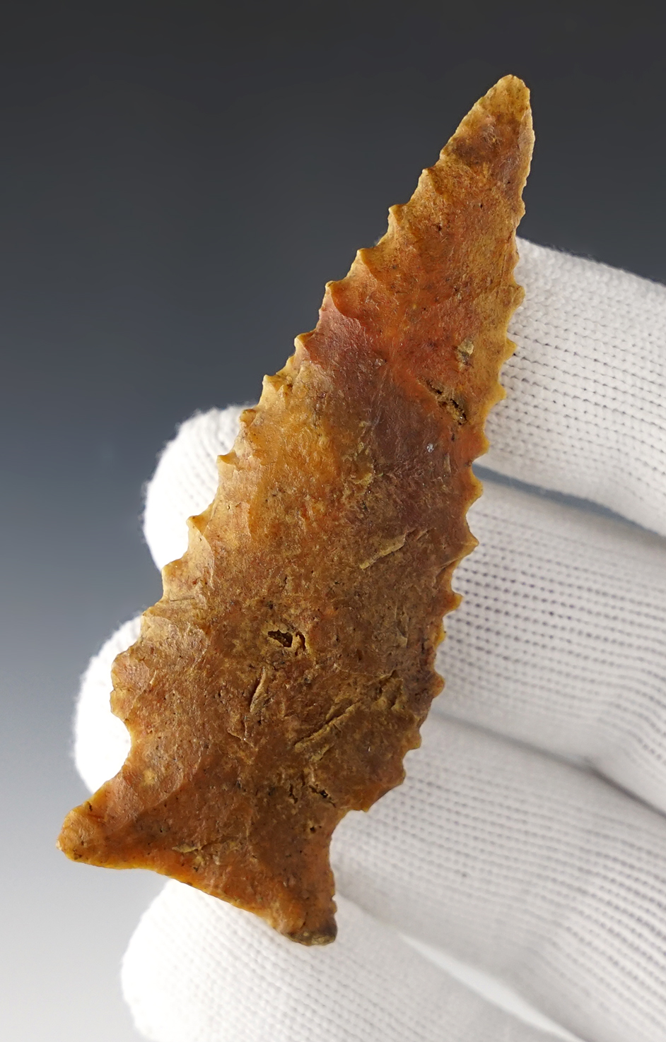 3 1/8" nicely serrated Gilchrist found in Dixie Co., Florida. Steeply beveled. Dickey COA.