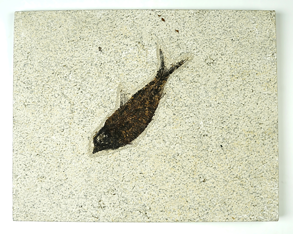 Nice Fossil Fish on a 9 1/16" x 7 1/4" slab. Recovered from the Kemmerer Fossil Site in Wyoming.