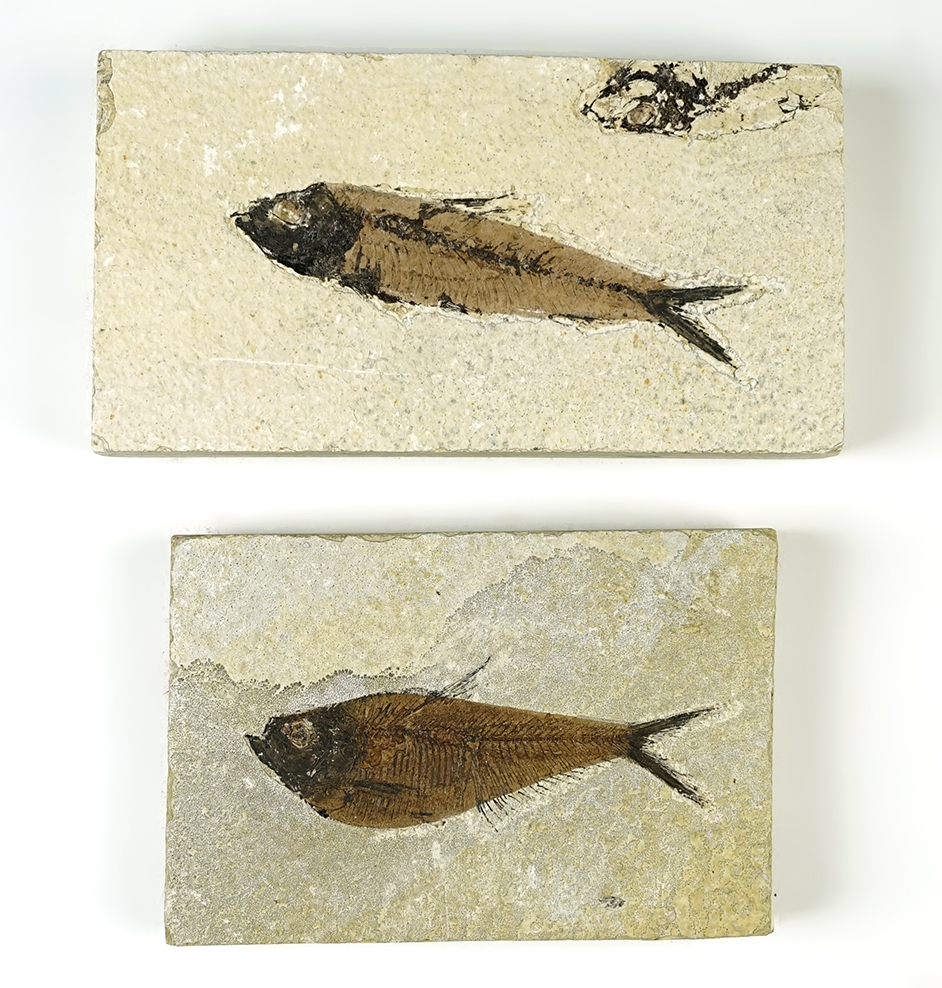 Nice pair of Fish Fossils recovered at the Kemmerer Site in Wyoming.