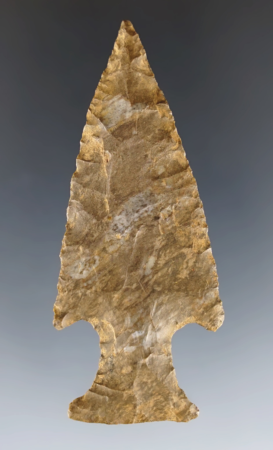 Well styled 2 3/4" Motley found in Humphreys Co., Tennessee. Dover Chert. COA.