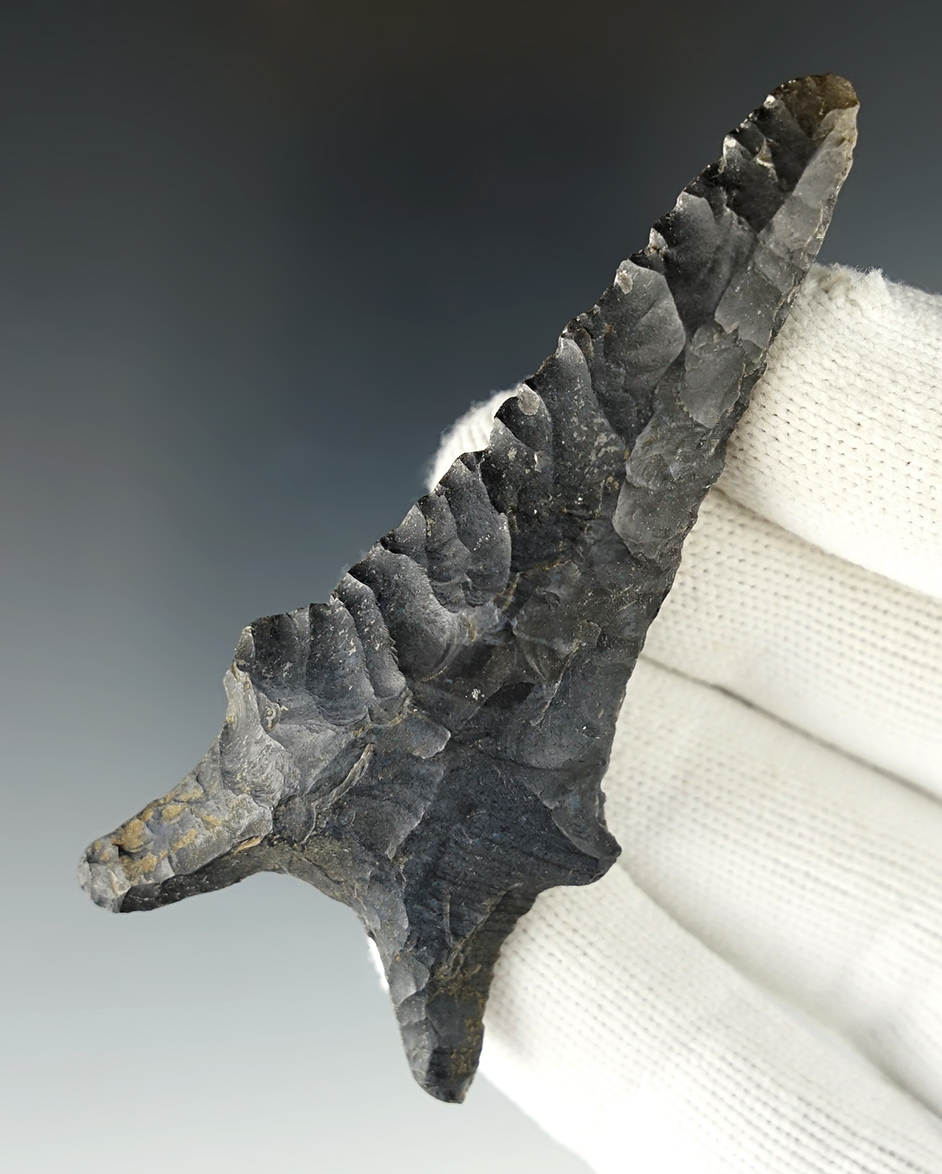 Well made 3 1/4" Dalton made from Pitkin Chert, Tishomingo Co., Mississippi. COA.