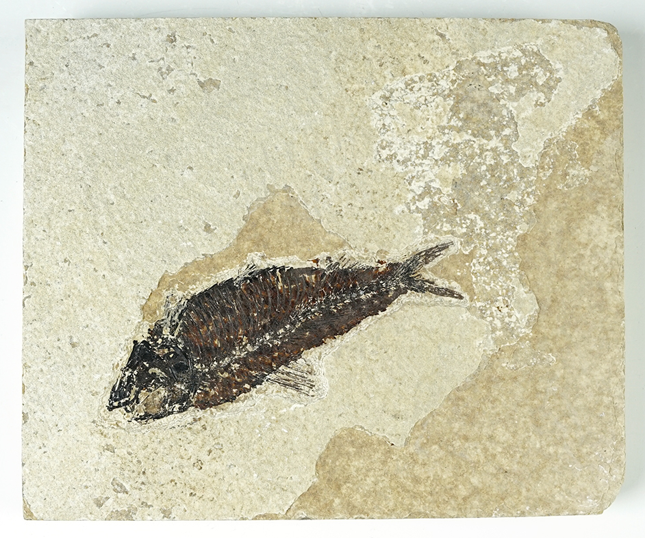 Nice Fossil Fish on a 6 9/16" x 5 7/16" slab - Kemmerer Fossil Site in Wyoming.