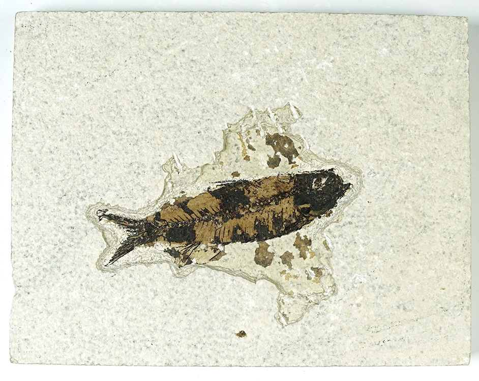 Nice Fossil Fish on a 6 5/8" x 5 1/8" slab. Recovered  in Wyoming. Fish measures 3 3/4".