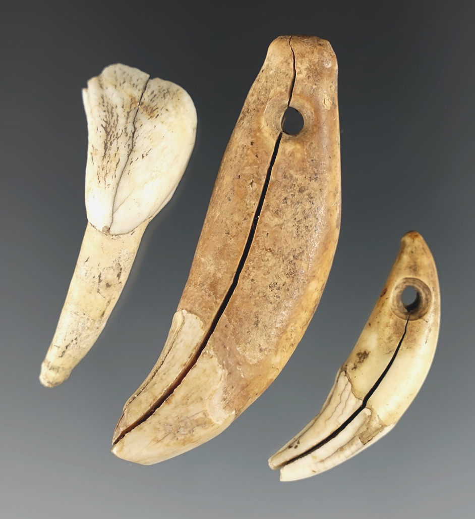 Set of 3 Teeth including a drilled bear tooth, a drilled canine tooth and an elk tooth. Oregon.