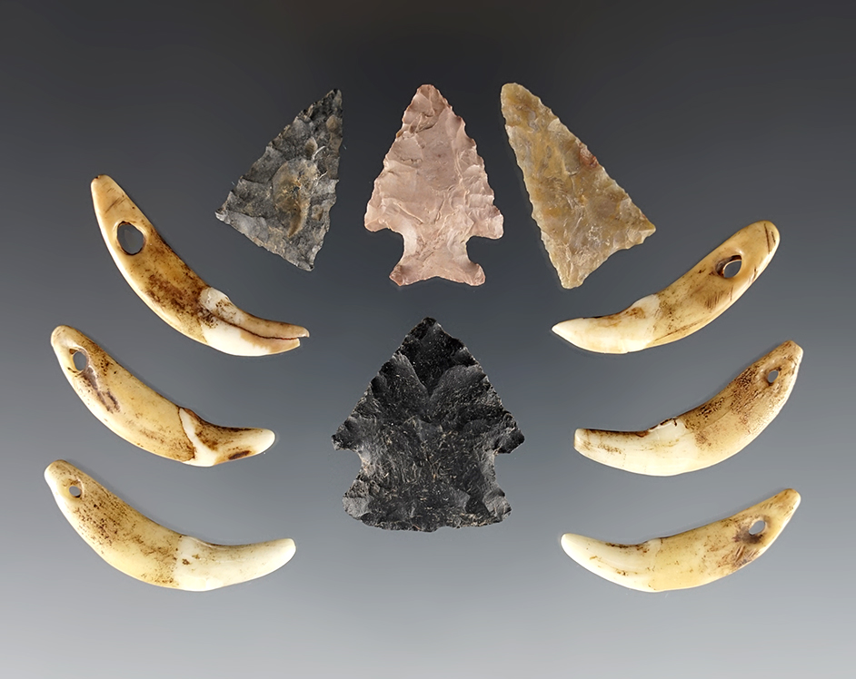 Set of 10 artifacts: 6 drilled Canine Teeth & 4 Arrowheads - Fox Fields, Mason Co., Kentucky.