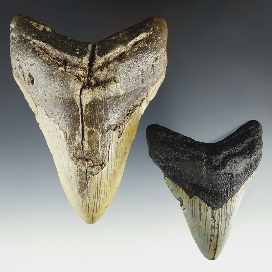 Pair of nice Megalodon Fossilized Shark's Teeth. Found by C. Wade near the Atlantic Ocean.