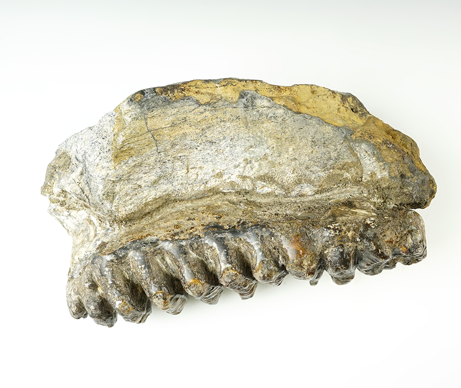11" long x 5 1/2" tall Fossil Stegodon Tooth in nice condition.