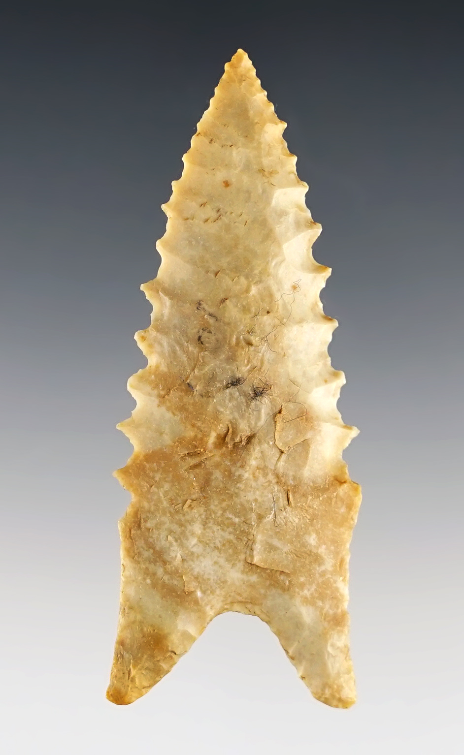 Well styled with nice serrations! 2 3/4" Dalton found in Arkansas. Ex. Delime, Charlie Long.