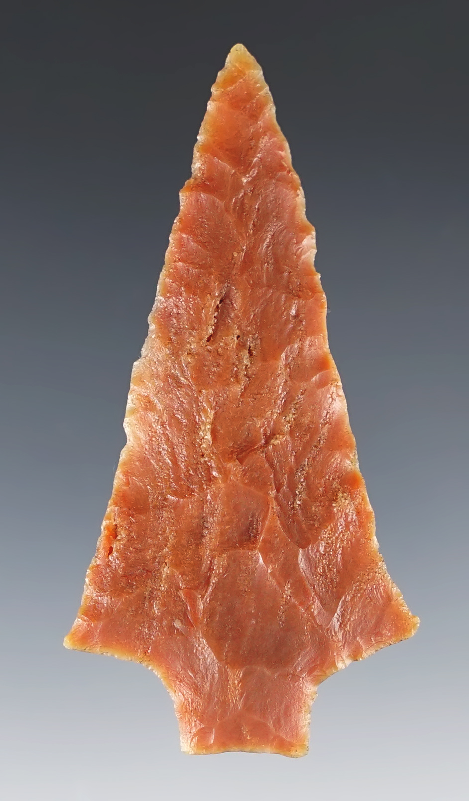 2 7/8" Hardee from colored heat treated Agatized Coral. Found in Pasco Co., Florida. COA.