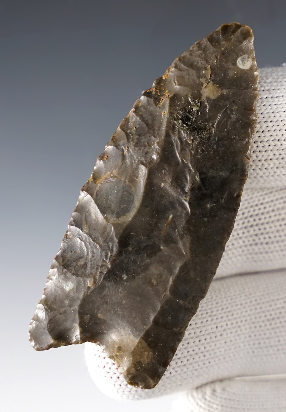 2 9/16" Fluted Paleo Clovis found in Barren Co., Kentucky. Made from Sonora Flint. COA's.