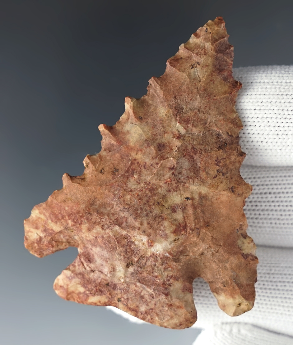 Incredible serrations on this 2 1/2" Pinetree found in Lincoln Co., Tennessee.  Bennett COA.